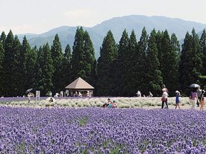 ■周辺観光|約2万株のラベンダーが魅力の美郷町ラベンダー園