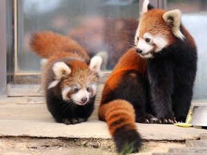 【当館から車で約15分】レッサーパンダの繁殖で有名な、自然豊かな公園内にある「鯖江市西山動物園」