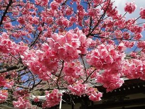 【土肥桜】日本で最も早咲きと言われている土肥桜。例年1月中旬〜2月中旬まで楽しめます。(一例)