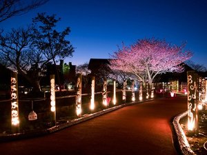 【土肥桜】土肥桜祭り期間中は、夜間のライトアップも実施(一例)※当館から徒歩約5分