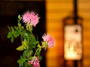 ̖E݉ japanese flowers 