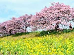 【河津桜】河津町河津桜名所は当館より車で約40分。河津桜の見頃は2月上旬からです。