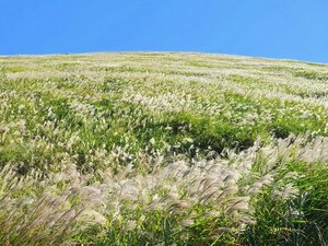 【大室山】麓の四季折々で楽しめます(当館から車で10分)