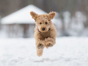 雪でもお散歩できちゃう!