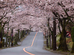 みたにや近辺の桜並木通り