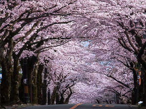 みたにや近辺の桜並木通り