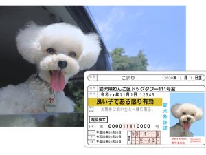 【愛犬免許証作り】愛犬写真入りオリジナルの免許証が作れちゃう♪