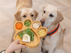 愛犬用食事/お野菜たっぷり!わんこプレート