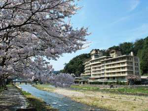 【旅館外観】桜の季節