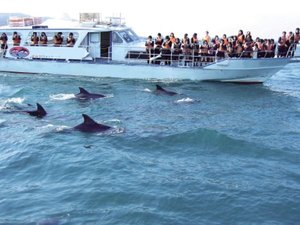 【イルカウォッチング】当館から車で約30分。