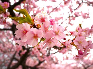 周辺情報(桜)