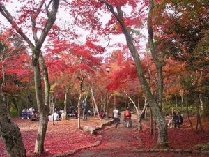 【周辺・景観】真っ赤に色づいたもみじが一望できます。秋の深まりを感じさせる美しい瞬間です。