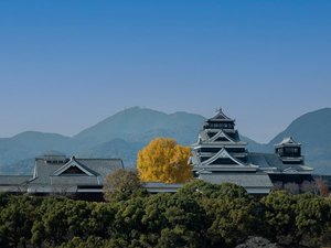 【景色】秋には、熊本城の本丸に植えられた黄色に色づく大きな銀杏の木を見ることができます。