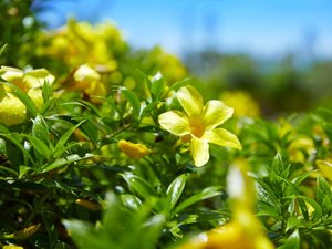 【色彩のリゾート】 色鮮やかな南国の花と緑。 宮古島の生命力を感じる風景が施設の内外に広がっています。