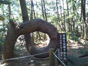 ねじねじの木