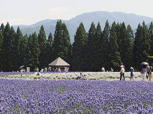 ■周辺観光|約2万株のラベンダーが魅力の美郷町ラベンダー園