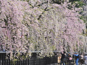 ■周辺観光|春には角館武家屋敷の桜が咲き誇ります