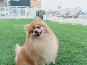 【ドッグラン】海風が感じられる気持ちのいいドッグラン
