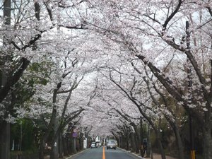 宿から徒歩約10分、桜並木の桜のトンネルです!