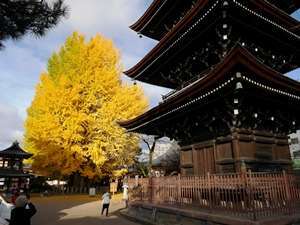 飛騨国分寺の紅葉