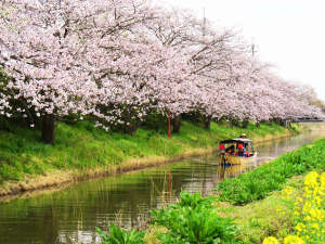 【八幡掘・水郷めぐり】日本三大水郷のひとつ!桜と菜の花が同時に楽しめることも♪