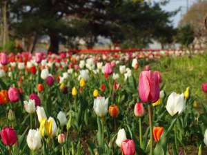 稲敷市「和田公園」4月