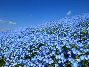 国営ひたち海浜公園