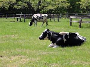 【車で約35分】広大な敷地で動物と触れ合い、自然を満喫できる「小岩井農場」