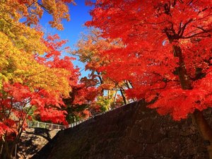 【車で約25分】盛岡城の石垣が残り、桜や紅葉の名所として知られる(春は桜、秋は紅葉)「盛岡城跡公園」