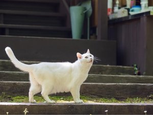 �y���R�Ƃӂꂠ�����P�̐X�z���L�̂ɂ��