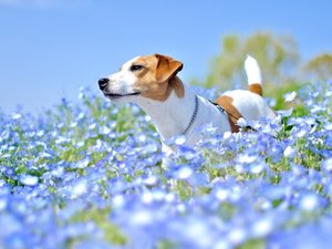 ◆コキアの里【ワンちゃん同伴可】春はネモフィラ畑を一緒にお散歩!当館より車で1時間圏内
