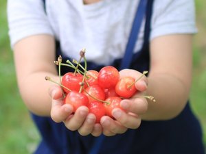 【さくらんぼ狩り】当館から車で約20〜30分。櫛引地域でお楽しみ頂けます(※写真はイメージです)