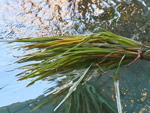 ハーブ湯