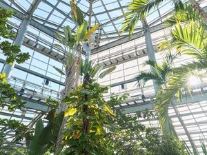 熱帯植物館内観