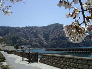 県指定の山桜