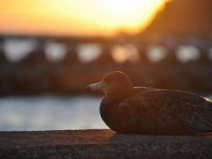 神子の夕暮れと、うみねこ