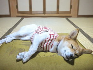 �y�����ƈꏏ�z���[�h�Ȃ��ł�������i���j