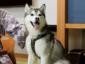 �y�����Ɣ��܂�邨�����z�������̒��Ń��������͂̂т̂т��߂������������܂��B�i���j