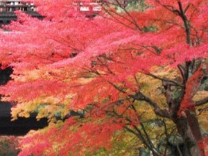 紅葉