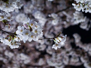 �_���̎}����