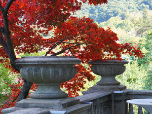 紅葉