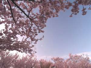 �u�V�����̂�����v�Ɩ����������隬�����̃R�q�K���U�N���͈�����1500�]�{!!