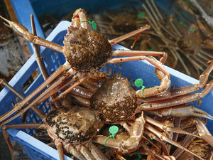 �Ԑl�`��蒼��