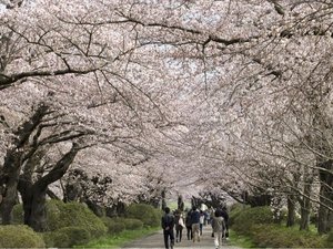 桜が見どころの展勝地北上駅からバスで約10分