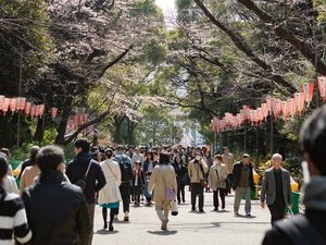 <周辺名所>上野公園・桜