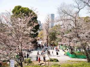 <周辺名所>上野公園・桜