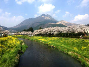 由布岳と桜