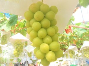 シャインマスカットが食べ放題です。