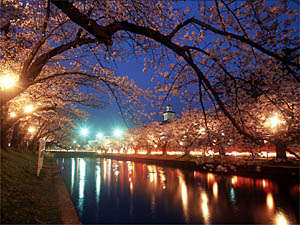 鶴岡公園桜�C