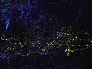 �y�Ղ����ʂ��܁z���G���}�q���{�^���@